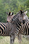 zebras gomo gomo IMG_5106.JPG